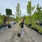 Topoľ čierny (Populus nigra) ´ITALICA´ - výška 250-300 cm, obvod kmeňa 6/8 cm, kont. C15L/C20L